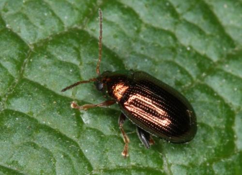 Réf. 195 294 : Crepidodera aurea